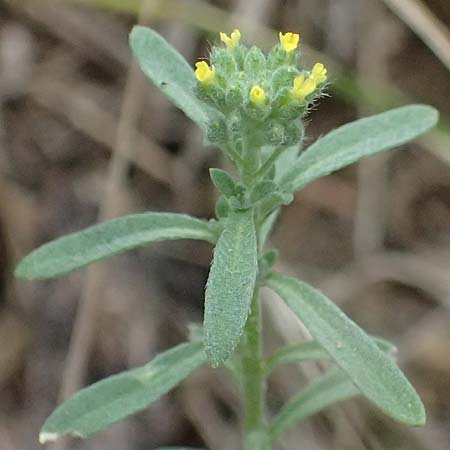 Alyssum alyssoides \ Kelch-Steinkraut / Small Alison, Pale Madwort, A Hollabrunn 12.6.2026