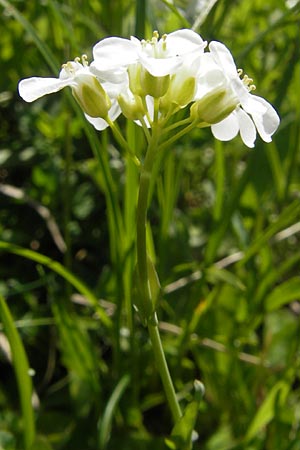Thlaspi alpinum \ Alpen-Tschelkraut / Alpine Penny-Cress, A Trenchtling 3.7.2010