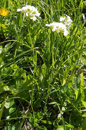 Thlaspi alpinum \ Alpen-Tschelkraut / Alpine Penny-Cress, A Trenchtling 3.7.2010