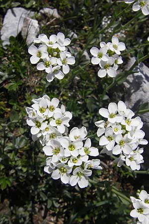 Thlaspi alpinum \ Alpen-Tschelkraut / Alpine Penny-Cress, A Trenchtling 3.7.2010