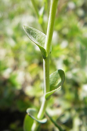 Thlaspi alpinum \ Alpen-Tschelkraut / Alpine Penny-Cress, A Trenchtling 3.7.2010