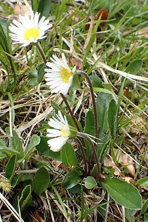 Aster bellidiastrum \ Alpen-Maliebchen, A Kärnten, Feistritz im Rosental 17.5.2016