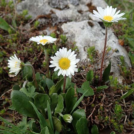 Aster bellidiastrum \ Alpen-Maliebchen, A Trenchtling 3.7.2019