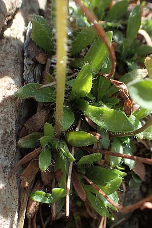 Saxifraga androsacea \ Mannsschild-Steinbrech / Scree Saxifrage, A Nockberge, Klomnock 10.7.2019