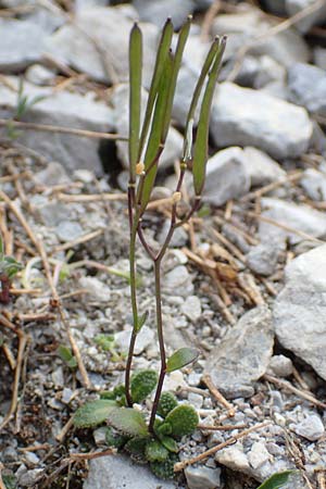 Arabis bellidifolia subsp. bellidifolia \ Gabelhaar-G�nsekresse, Zwerg-G�nsekresse / Daisyleaf Rock-Cress, A Osttirol, Porze 13.7.2019