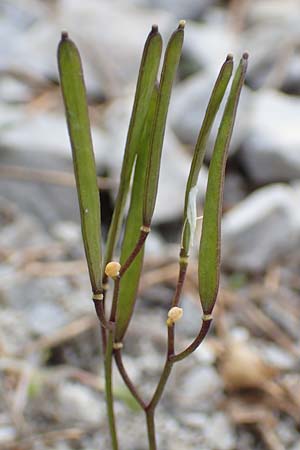Arabis bellidifolia subsp. bellidifolia \ Gabelhaar-G�nsekresse, Zwerg-G�nsekresse / Daisyleaf Rock-Cress, A Osttirol, Porze 13.7.2019