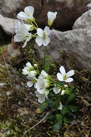 Arabis bellidifolia subsp. bellidifolia \ Gabelhaar-G�nsekresse, Zwerg-G�nsekresse / Daisyleaf Rock-Cress, A Osttirol, Porze 13.7.2019