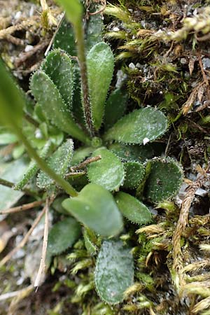 Arabis bellidifolia subsp. bellidifolia \ Gabelhaar-G�nsekresse, Zwerg-G�nsekresse / Daisyleaf Rock-Cress, A Osttirol, Porze 13.7.2019