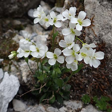 Arabis bellidifolia subsp. bellidifolia \ Gabelhaar-G�nsekresse, Zwerg-G�nsekresse / Daisyleaf Rock-Cress, A Osttirol, Porze 13.7.2019