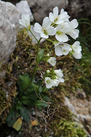 Arabis bellidifolia subsp. bellidifolia \ Gabelhaar-G�nsekresse, Zwerg-G�nsekresse / Daisyleaf Rock-Cress, A Osttirol, Porze 13.7.2019