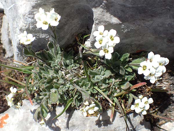 Arabis bellidifolia subsp. stellulata \ Sternhaarige Zwerg-G�nsekresse, Stern-G�nsekresse / Stellate Rock-Cress, A Dachstein 10.7.2020