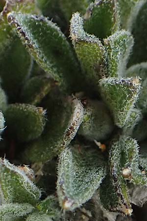 Arabis bellidifolia subsp. stellulata \ Sternhaarige Zwerg-G�nsekresse, Stern-G�nsekresse / Stellate Rock-Cress, A Dachstein 10.7.2020