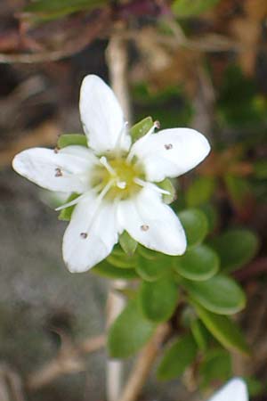 Arenaria biflora \ Zweibltiges Sandkraut / Two-Flowered Sandwort, A Seckauer Tauern, Brandstätter Törl 27.7.2021