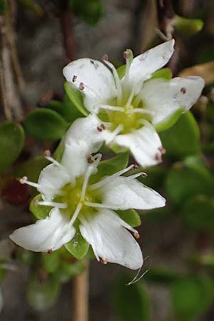 Arenaria biflora \ Zweibltiges Sandkraut / Two-Flowered Sandwort, A Seckauer Tauern, Brandstätter Törl 27.7.2021