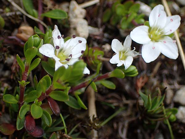 Arenaria biflora \ Zweibltiges Sandkraut / Two-Flowered Sandwort, A Seckauer Tauern, Brandstätter Törl 27.7.2021