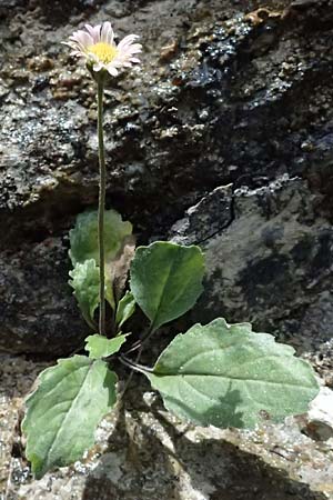 Aster bellidiastrum \ Alpen-Maliebchen, A Palfau 8.7.2024