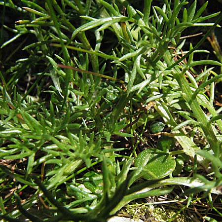 Achillea atrata \ Schwarzrandige Schafgarbe / Black Milfoil, A Kärnten/Carinthia, Petzen 21.7.2007