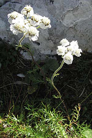 Achillea atrata \ Schwarzrandige Schafgarbe / Black Milfoil, A Kärnten/Carinthia, Petzen 21.7.2007