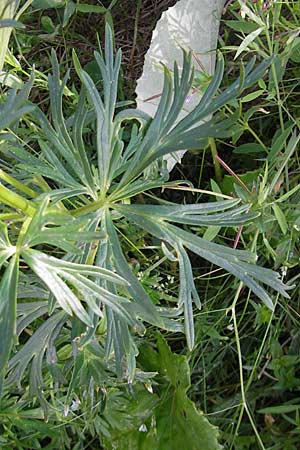 Aconitum tauricum \ Tauern-Eisenhut / Tauern Monk's-Hood, A Malta - Tal / Valley 19.7.2010