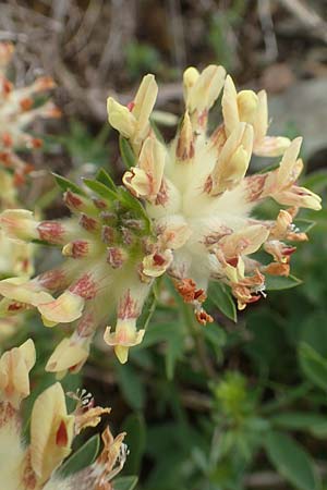 Anthyllis vulneraria subsp. carpatica \ Karpaten-Wundklee / Carpathian Kidney Vetch, A Kärnten/Carinthia, Hochobir 19.5.2016