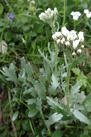 Achillea clavennae \ Bittere Schafgarbe, Weier Speik / Silvery Milfoil, A Trenchtling 3.7.2019