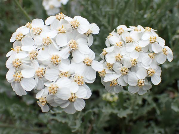 Achillea clavennae \ Bittere Schafgarbe, Weier Speik / Silvery Milfoil, A Trenchtling 3.7.2019