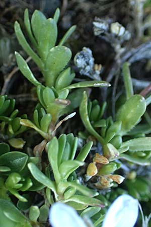 Arenaria ciliata \ Bewimpertes Sandkraut / Fringed Sandwort, Hairy Sandwort, A Nockberge, Eisentaler Höhe 10.7.2019