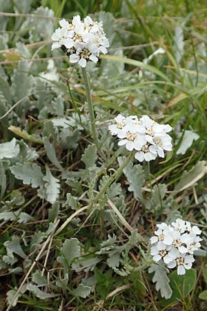 Achillea clavennae \ Bittere Schafgarbe, Weier Speik / Silvery Milfoil, A Rax 28.6.2020