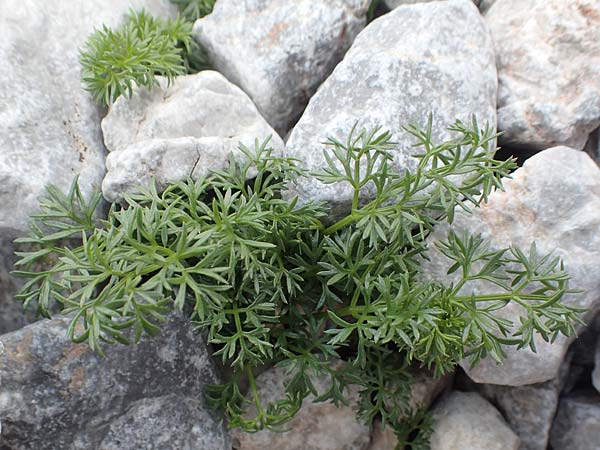 Athamanta cretensis \ Gewhnliche Augenwurz, Alpen-Augenwurz / Candy Carrot, A Rax 28.6.2020
