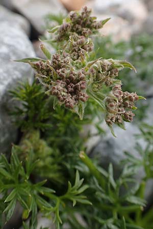 Athamanta cretensis \ Gewhnliche Augenwurz, Alpen-Augenwurz / Candy Carrot, A Rax 28.6.2020