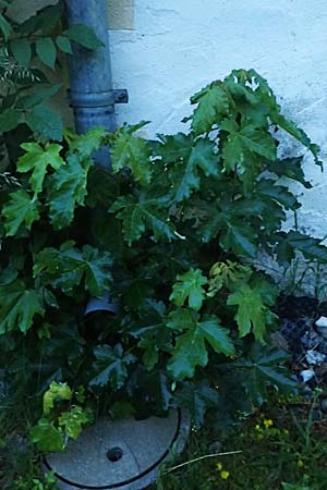 Acer pseudoplatanus \ Berg-Ahorn / Sycamore Maple, A Pölstal-Oberzeiring 25.6.2021