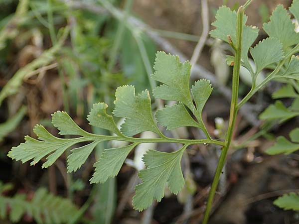 Asplenium cuneifolium \ Serpentin-Streifenfarn / Serpentine Spleenwort, A Kraubath (Mur) 27.6.2021
