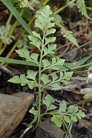 Asplenium cuneifolium \ Serpentin-Streifenfarn / Serpentine Spleenwort, A Kraubath (Mur) 27.6.2021