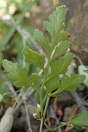 Asplenium cuneifolium \ Serpentin-Streifenfarn / Serpentine Spleenwort, A Kraubath (Mur) 27.6.2021