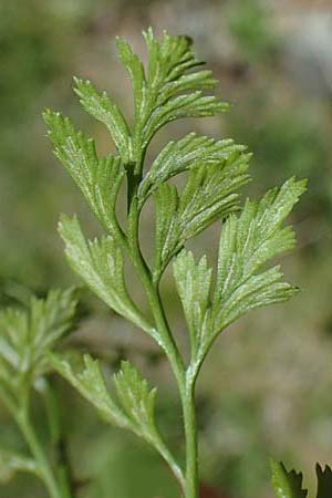 Asplenium cuneifolium \ Serpentin-Streifenfarn / Serpentine Spleenwort, A Kraubath (Mur) 27.6.2021