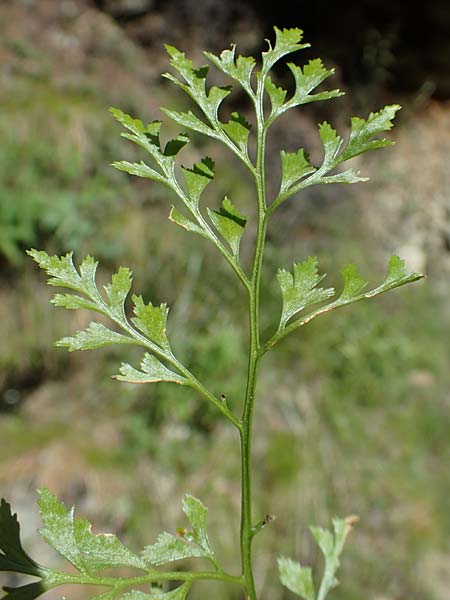 Asplenium cuneifolium \ Serpentin-Streifenfarn / Serpentine Spleenwort, A Kraubath (Mur) 27.6.2021