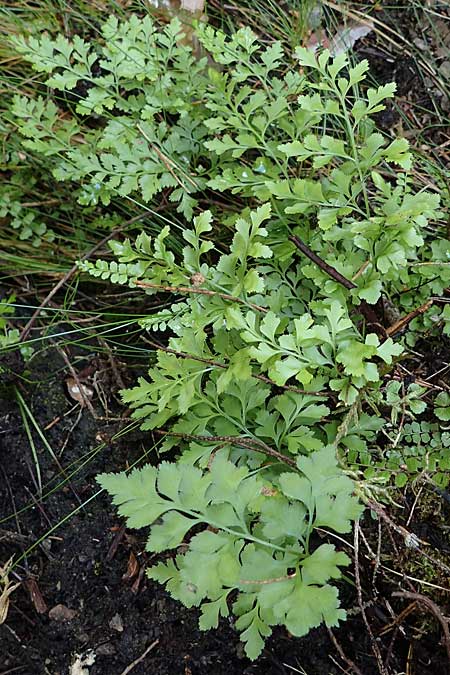Asplenium cuneifolium \ Serpentin-Streifenfarn / Serpentine Spleenwort, A Kraubath (Mur) 27.6.2021