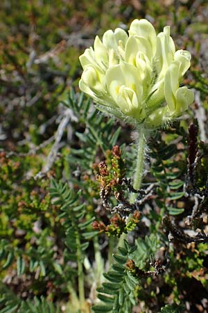 Oxytropis campestris \ Gewhnlicher Alpen-Spitzkiel / Yellow Oxytropis, A Seetaler Alpen, Zirbitzkogel 28.6.2021