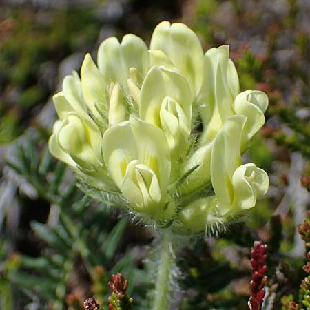 Oxytropis campestris \ Gewhnlicher Alpen-Spitzkiel / Yellow Oxytropis, A Seetaler Alpen, Zirbitzkogel 28.6.2021