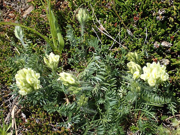 Oxytropis campestris \ Gewhnlicher Alpen-Spitzkiel / Yellow Oxytropis, A Seetaler Alpen, Zirbitzkogel 28.6.2021