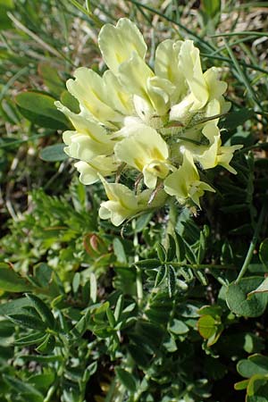 Oxytropis campestris \ Gewhnlicher Alpen-Spitzkiel / Yellow Oxytropis, A Seetaler Alpen, Zirbitzkogel 28.6.2021