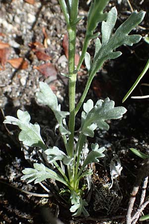 Achillea clavennae \ Bittere Schafgarbe, Weier Speik / Silvery Milfoil, A Pusterwald, Eiskar 29.6.2021