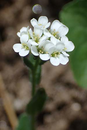 Arabis ciliata \ Doldige Gnsekresse / Rock-Cress, A Pusterwald, Eiskar 29.6.2021