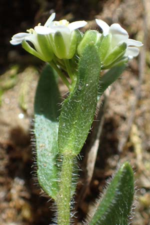 Arabis ciliata \ Doldige Gnsekresse / Rock-Cress, A Pusterwald, Eiskar 29.6.2021