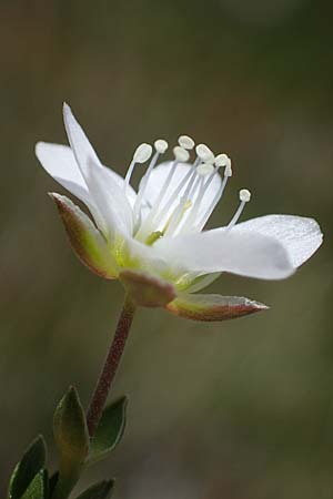 Arenaria ciliata \ Bewimpertes Sandkraut / Fringed Sandwort, Hairy Sandwort, A Wölzer Tauern, Kleiner Zinken 24.7.2021