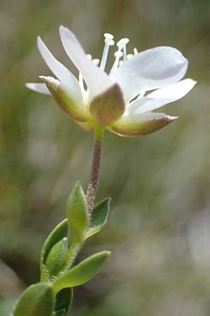 Arenaria ciliata \ Bewimpertes Sandkraut / Fringed Sandwort, Hairy Sandwort, A Wölzer Tauern, Kleiner Zinken 24.7.2021