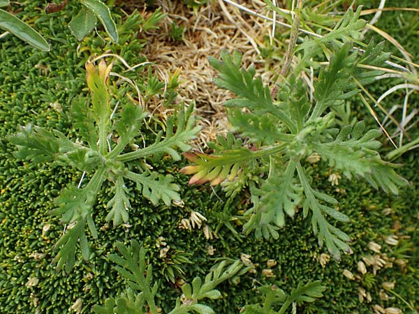 Achillea erba-rotta subsp. moschata \ Moschus-Schafgarbe / Musk Yarrow, Iva, A Wölzer Tauern, Kleiner Zinken 24.7.2021