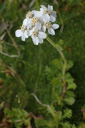 Achillea erba-rotta subsp. moschata \ Moschus-Schafgarbe / Musk Yarrow, Iva, A Wölzer Tauern, Kleiner Zinken 24.7.2021