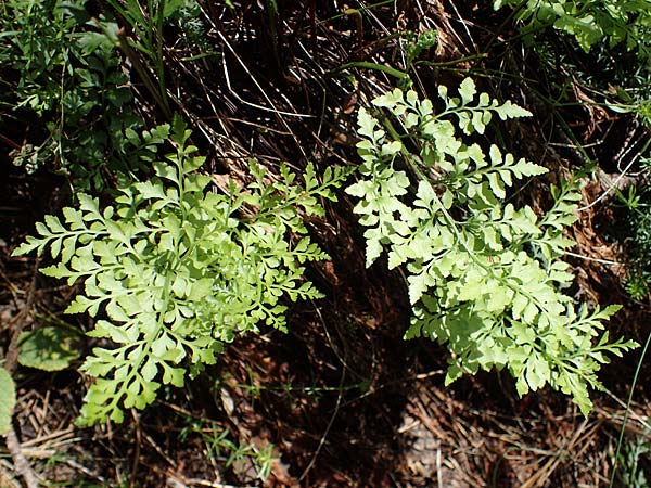 Asplenium cuneifolium \ Serpentin-Streifenfarn / Serpentine Spleenwort, A Kraubath (Mur) 25.7.2021