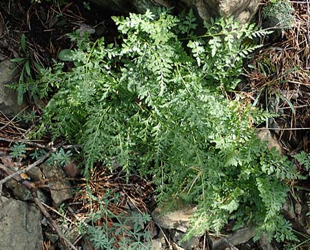 Asplenium cuneifolium \ Serpentin-Streifenfarn / Serpentine Spleenwort, A Kraubath (Mur) 25.7.2021